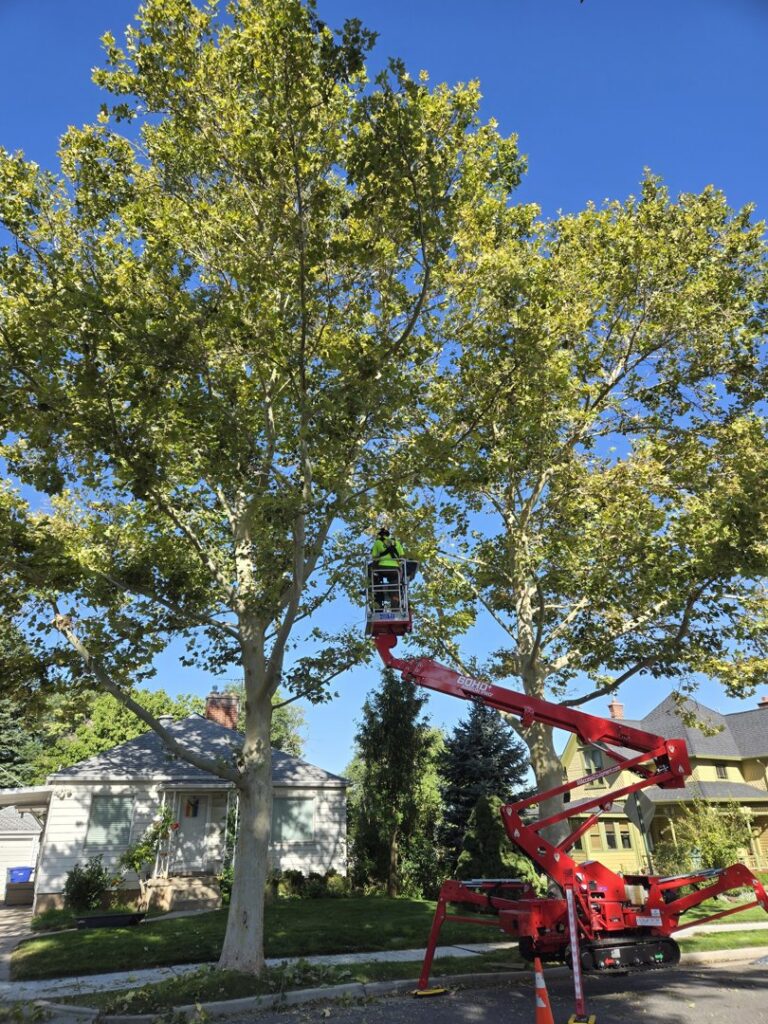 A worker from My Tree Guys, LLC, performing tree trimming from a red bucket lift in Salt Lake City, UT.