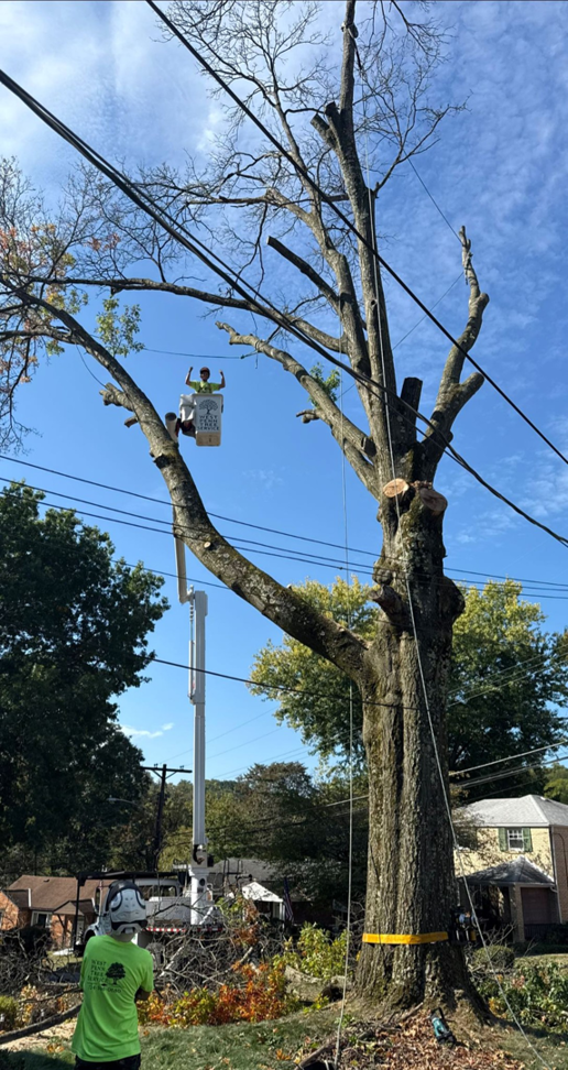 A tree service worker in a bucket lift actively trimming a large tree near power lines for West Penn Tree Service in Pittsburgh, PA.