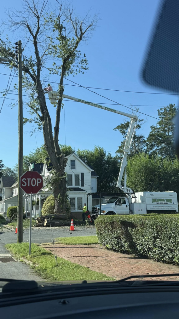 A tree service worker in a bucket truck trimming a large tree near power lines for Delmarva Tree LLC in Smyrna, DE.
