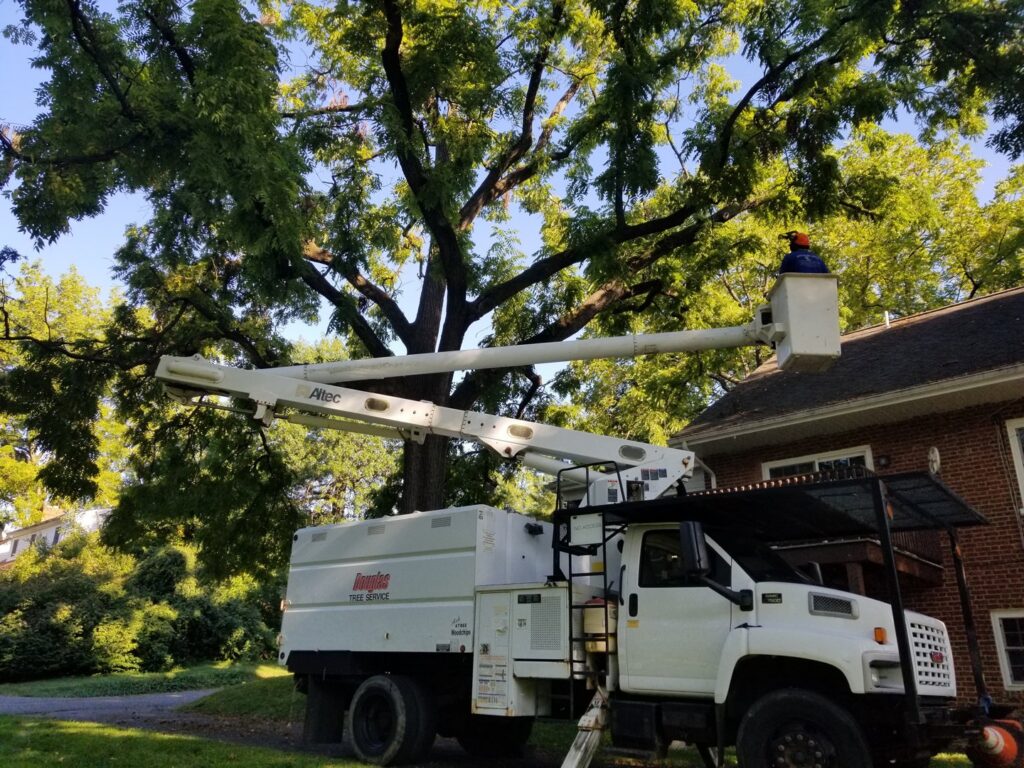 A worker in a bucket truck performing tree trimming services for Douglas Tree & Property Service in Lancaster, PA.