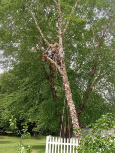 A tree service worker with a chainsaw performing tree trimming for Coto and Sons Construction Tree Service in Jacksonville, AR.