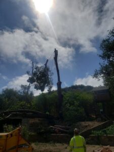 A tree service worker high in a tree, with a truck and chipper below, performing trimming for Salcedo Tree Service Inc in San Diego, CA.