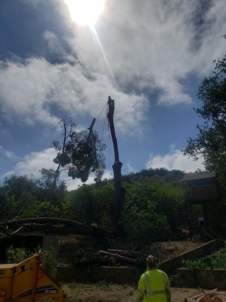 A tree service worker high in a tree, with a truck and chipper below, performing trimming for Salcedo Tree Service Inc in San Diego, CA.