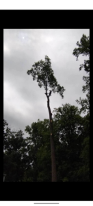 A TWIN PINE tree service worker high in a tall tree, performing trimming and removal in Salunga, PA.