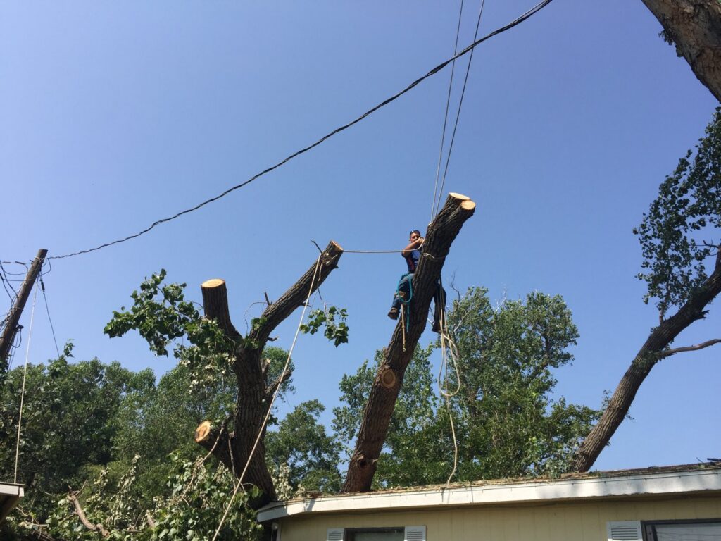 A skilled tree service worker high in a tree, using ropes to safely trim branches for Anderton Tree Service in Fort Worth, TX