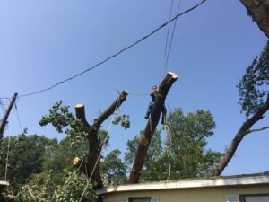 A skilled tree service worker high in a tree, using ropes to safely trim branches for Anderton Tree Service in Fort Worth, TX
