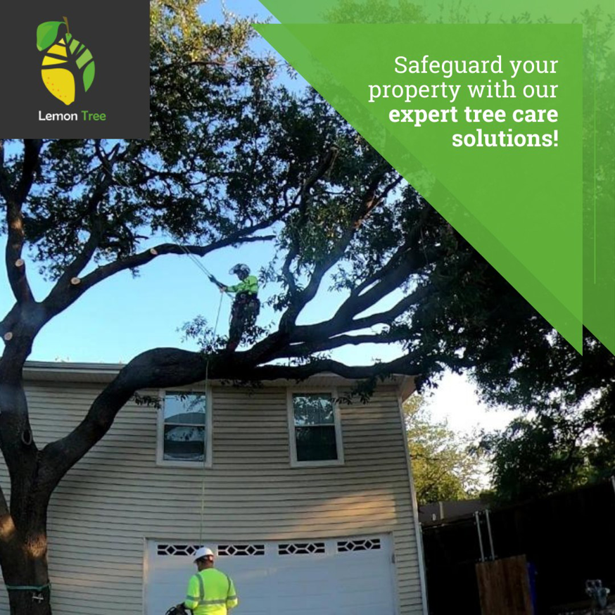 A skilled arborist from Lemon Tree Service trimming a large tree near a house in Irving, TX.