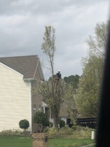 A tree service worker on a ladder trimming branches from a tall tree, a service provided by J&J's Tree & Lawn in Portsmouth, VA.