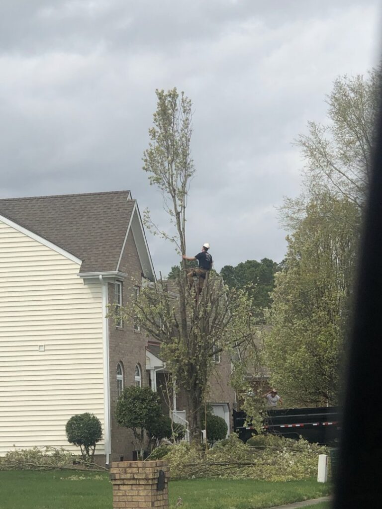 A tree service worker on a ladder trimming branches from a tall tree, a service provided by J&J's Tree & Lawn in Portsmouth, VA.