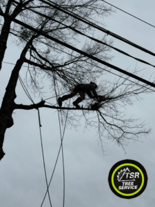 A TSR Tree Service, LLC arborist trimming branches near power lines in Wake Forest, NC.