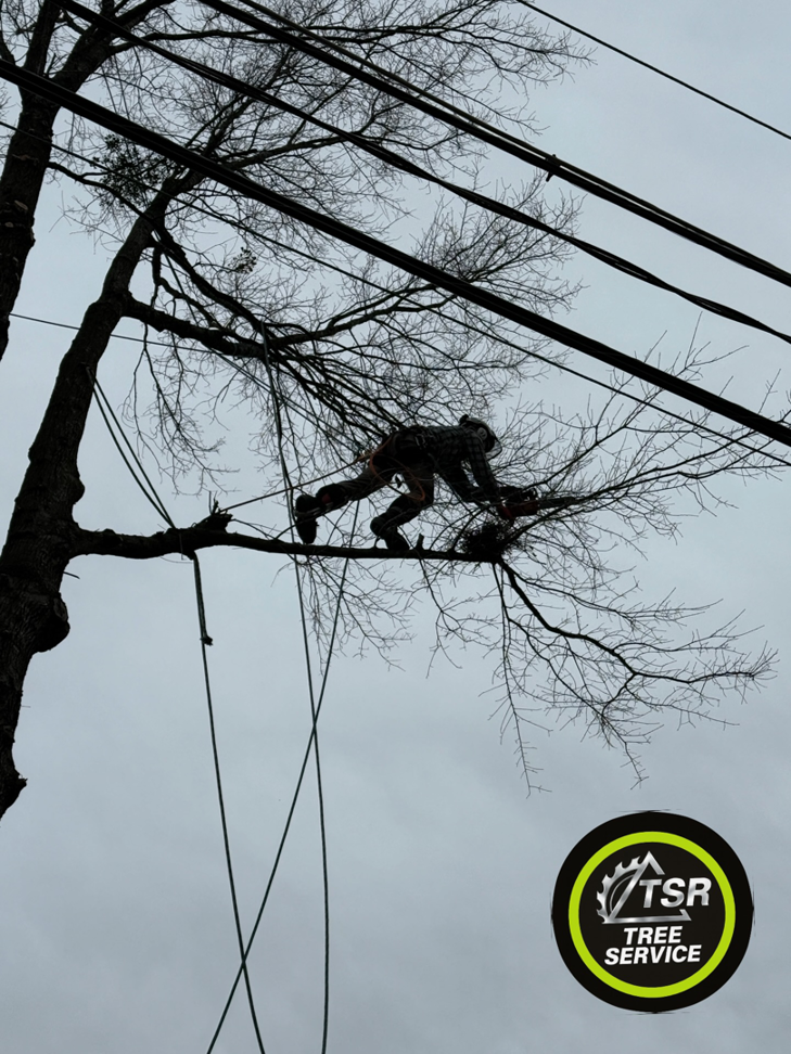A TSR Tree Service, LLC arborist trimming branches near power lines in Wake Forest, NC.