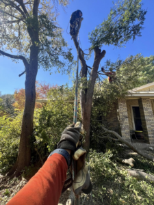 A tree service worker roped in a tall tree, performing trimming services for Handyman 210 Tree Service in San Antonio, TX.