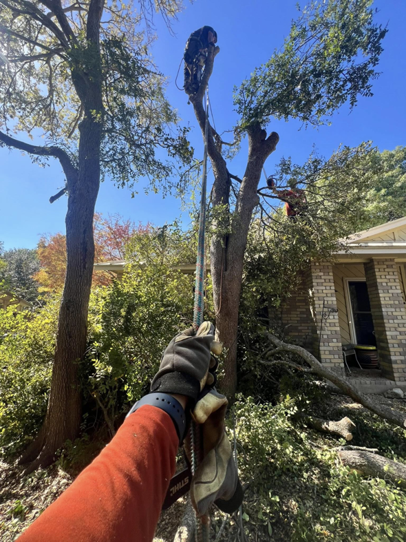 A tree service worker roped in a tall tree, performing trimming services for Handyman 210 Tree Service in San Antonio, TX.