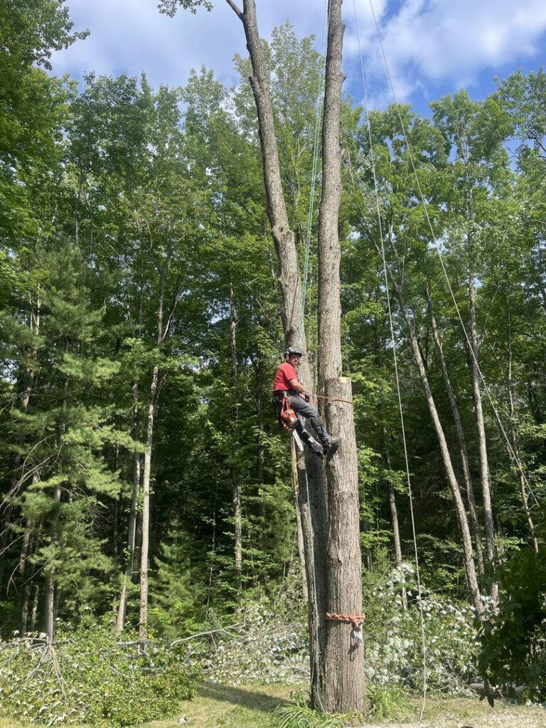 A tree service worker roped into a tall tree performing trimming for Father and Son Tree Service in Lansing, MI.
