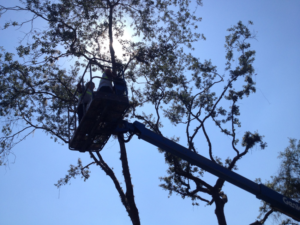 Tree service workers in a bucket lift performing tree trimming for Right Cut Tree in Orlando, FL.
