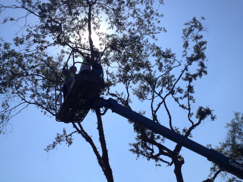 Tree service workers in a bucket lift performing tree trimming for Right Cut Tree in Orlando, FL.