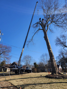 Workers in a tall tree with a crane for trimming and removal by Kenny Jenkins Tree Service & Landscaping, LLC in Rapidan, VA.