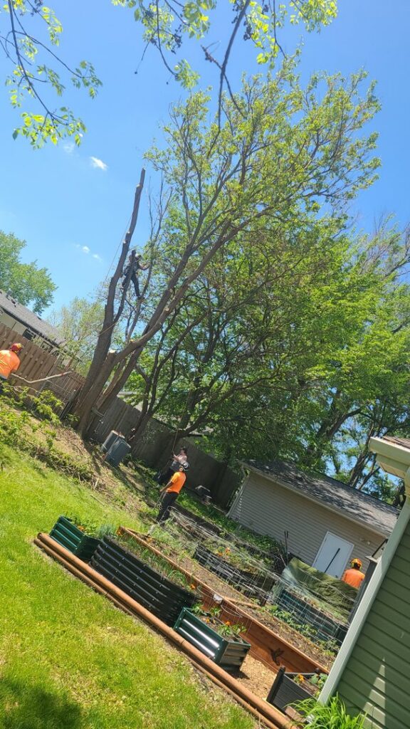Tree service workers actively trimming a tall tree, with cut branches on the ground, by JN Services LLC in Des Moines, IA
