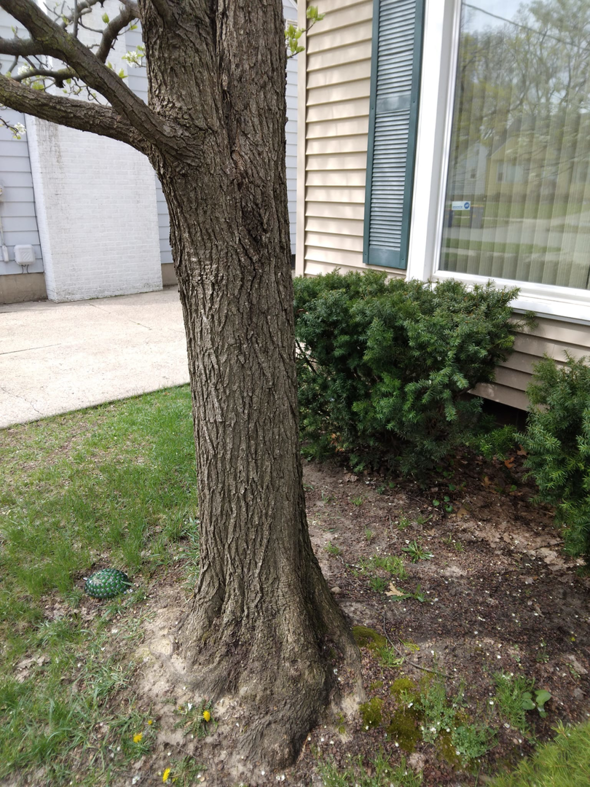A tree trunk showing a clean cut from a removed branch, with wood chips on the ground, indicating tree service by Great Northern Tree Service in Grand Rapids, MI