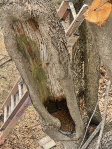 A close-up of a tree trunk with a large cavity and a ladder in the background, suggesting tree assessment or removal by Russell Tree Works & Firewood Sales in Augusta, ME.