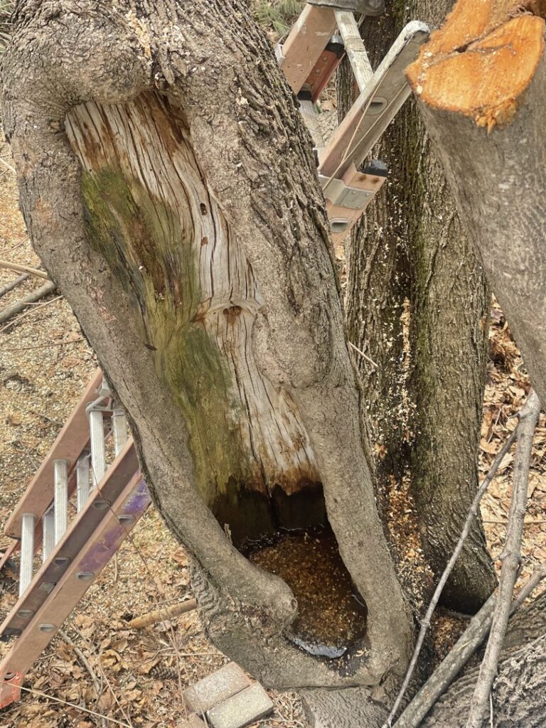 A close-up of a tree trunk with a large cavity and a ladder in the background, suggesting tree assessment or removal by Russell Tree Works & Firewood Sales in Augusta, ME.