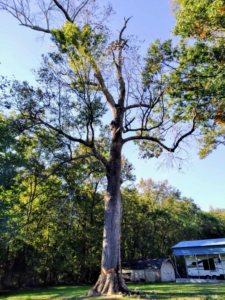 A large tree trunk cut into manageable sections after removal, ready for hauling by LumberJake in Lutz, FL.
