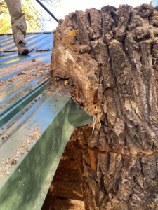 A large tree trunk freshly cut near a green metal roof, showing tree removal work by Tree Keepers LLC in Littleton, CO.