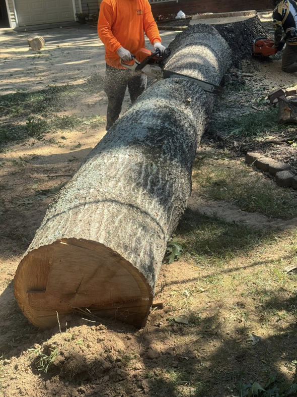 A worker using a chainsaw to cut a large tree trunk into manageable sections for Diaz Tree Service in Charlotte, NC.