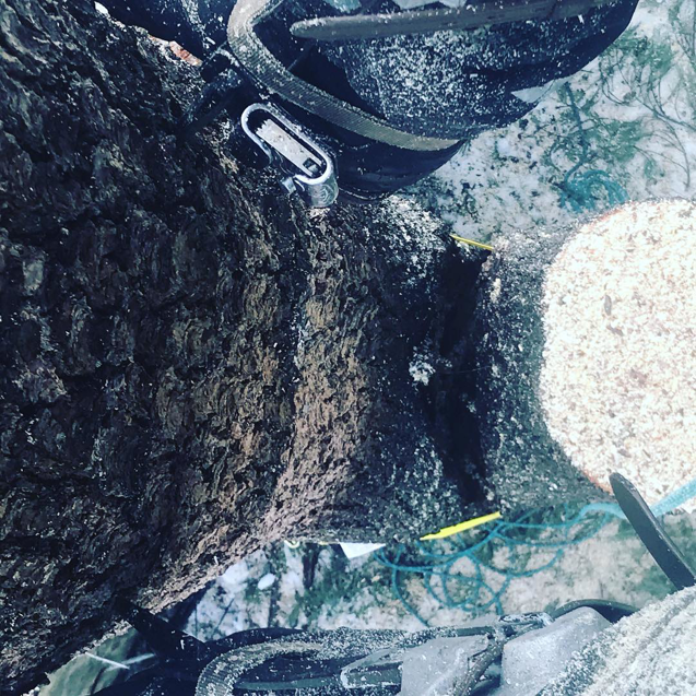 A top-down view of a tree trunk with a fresh cut and climbing gear, indicating tree service work by Arborist Matt Cole in Brewer, ME.