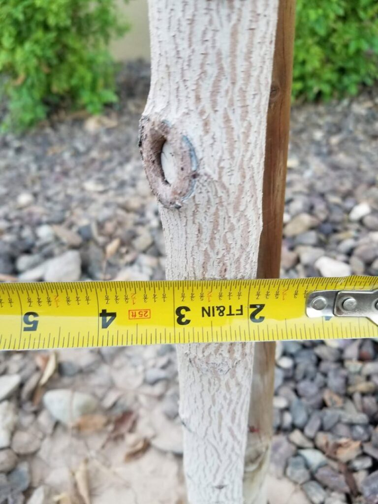 A close-up of a tree trunk being measured with a tape, indicating professional tree assessment by No Bull Trees in Surprise, AZ.