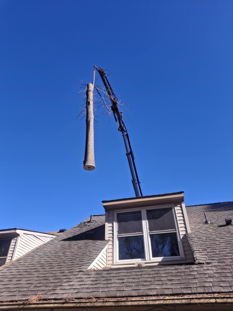 A large tree trunk section being carefully removed by a crane over a house roof by Alley's Tree Service in Va Beach, VA.