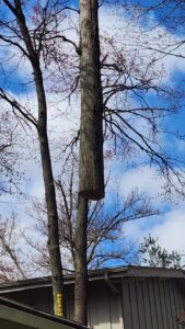 A large tree trunk section being removed by a crane near a residential house by Ecotree Services LLC in Lorain, OH.