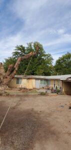 A tall tree trunk that has been cut down, with tree service equipment nearby, by All Around Forestry LLC in Albuquerque, NM