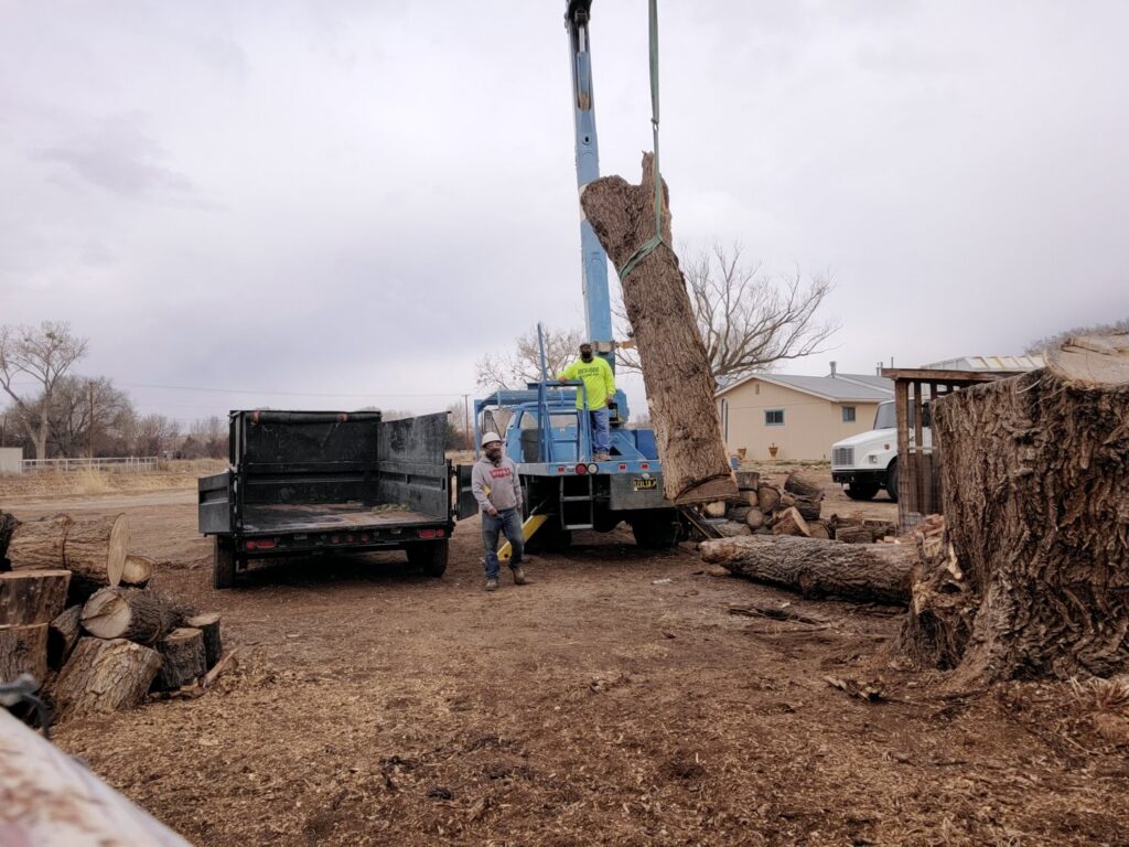 Workers using a crane to remove a large tree trunk section for InnovationTree Specialist in Rio Rancho, NM.