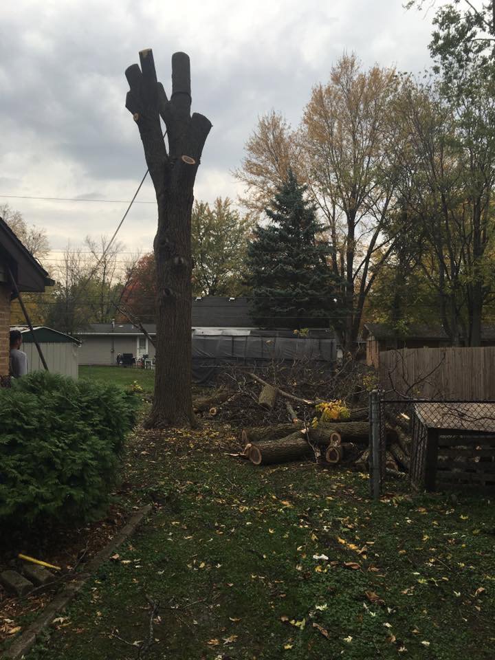 A large tree trunk after removal, with cut logs scattered on the ground by Butler's Tree Service in Point of Rocks, MD.