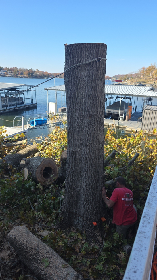 A Tree Masters employee preparing a large tree trunk for removal, with cut branches around it, in Columbia, MO.