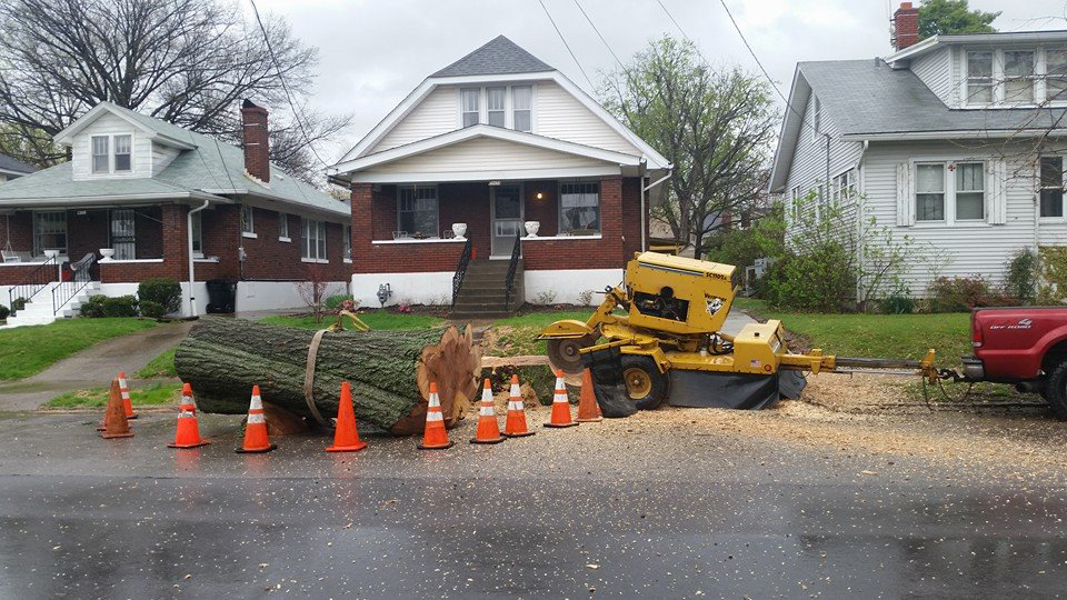 A large tree trunk on a residential street with a stump grinder and safety cones from Climb-Ax Tree Service in Louisville, KY