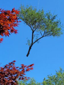 A large section of a tree trunk being carefully lifted by a crane during a tree removal by Mike's Professional Tree Service in Coventry, RI.