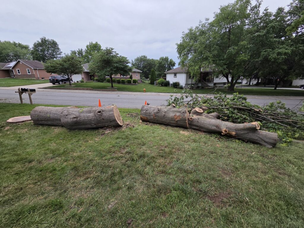 Large sections of a tree trunk and branches lying on a residential lawn after tree removal by Happy Lemon Tree Service in Belton, MO.