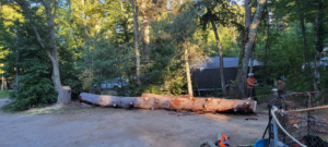Tree trunk sections on the ground with workers performing tree removal services for Randy Walker's Arborist Page in Cumberland Hill, RI.