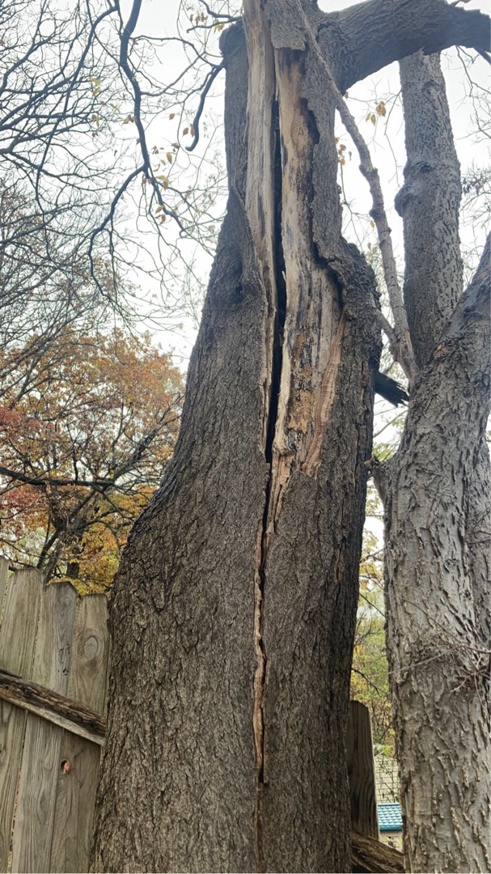 A tree with a large vertical split in its trunk, showing severe damage that requires tree service from O'Connor Tree Service in Omaha, NE.