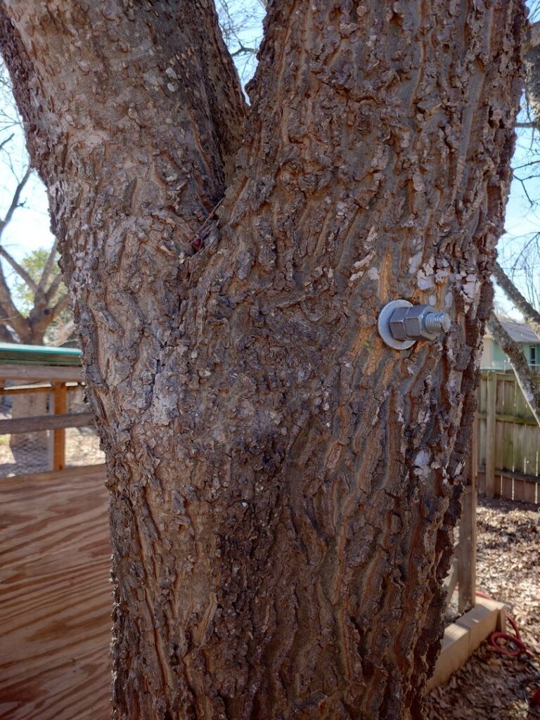 A close-up of a tree trunk showing a bolt and washer for cabling or bracing, installed by The Tree Amigos in Austin, TX.