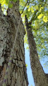 A close-up of a tree trunk with a climbing rope, indicating active tree service work by Tree & Debris Removal Service in Raleigh, NC.