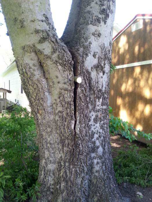 A tree trunk showing a large crack with a support bolt, indicating tree care or assessment by TW's Tree Service in Memphis, TN.