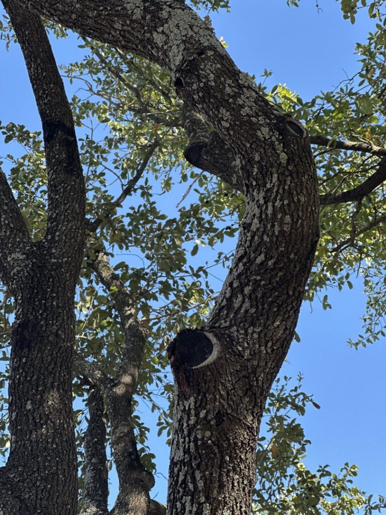 A close-up of a tree trunk showing clean cuts from recent trimming by JP'S Tree Service in Austin, TX.