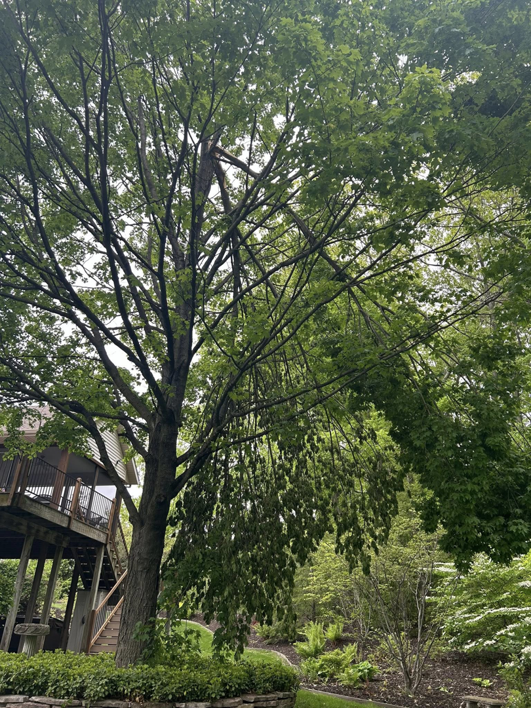 A large tree with a broken branch hanging, indicating a need for professional tree trimming from Wyn Tree Service in Grand Rapids, MI.