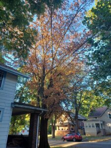 A tree with many brown and dead leaves, indicating it needs service from Zepeda,LLC tree and bush removal in Rockford, IL.