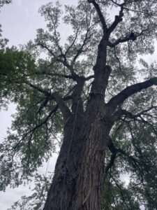 A tall tree with climbing ropes visible on its trunk, indicating preparation for tree service by A & C Tree Service in Las Vegas, NV.