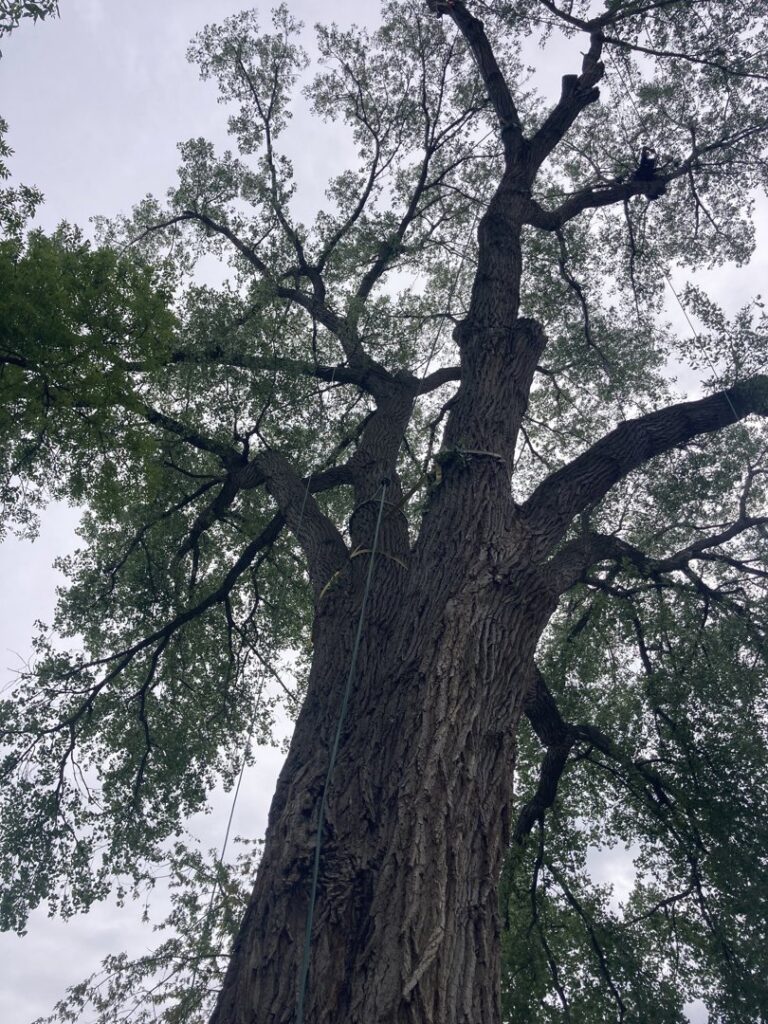 A tall tree with climbing ropes visible on its trunk, indicating preparation for tree service by A & C Tree Service in Las Vegas, NV.