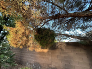 A tree showing dead branches and a large growth, requiring professional pruning from Green Man Tree Service in Las Vegas, NV.